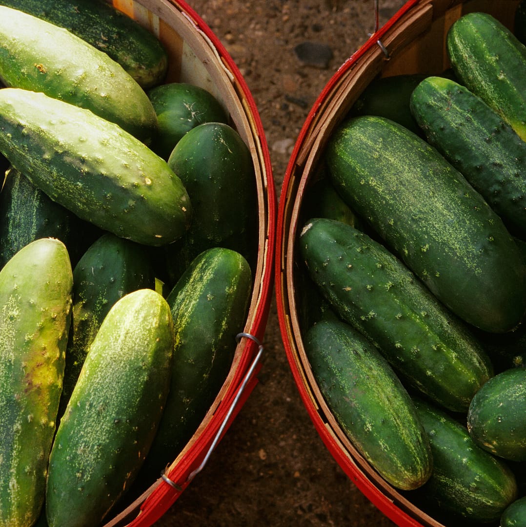 Salmonella Outbreak Linked to Cucumbers Sickens 45 People