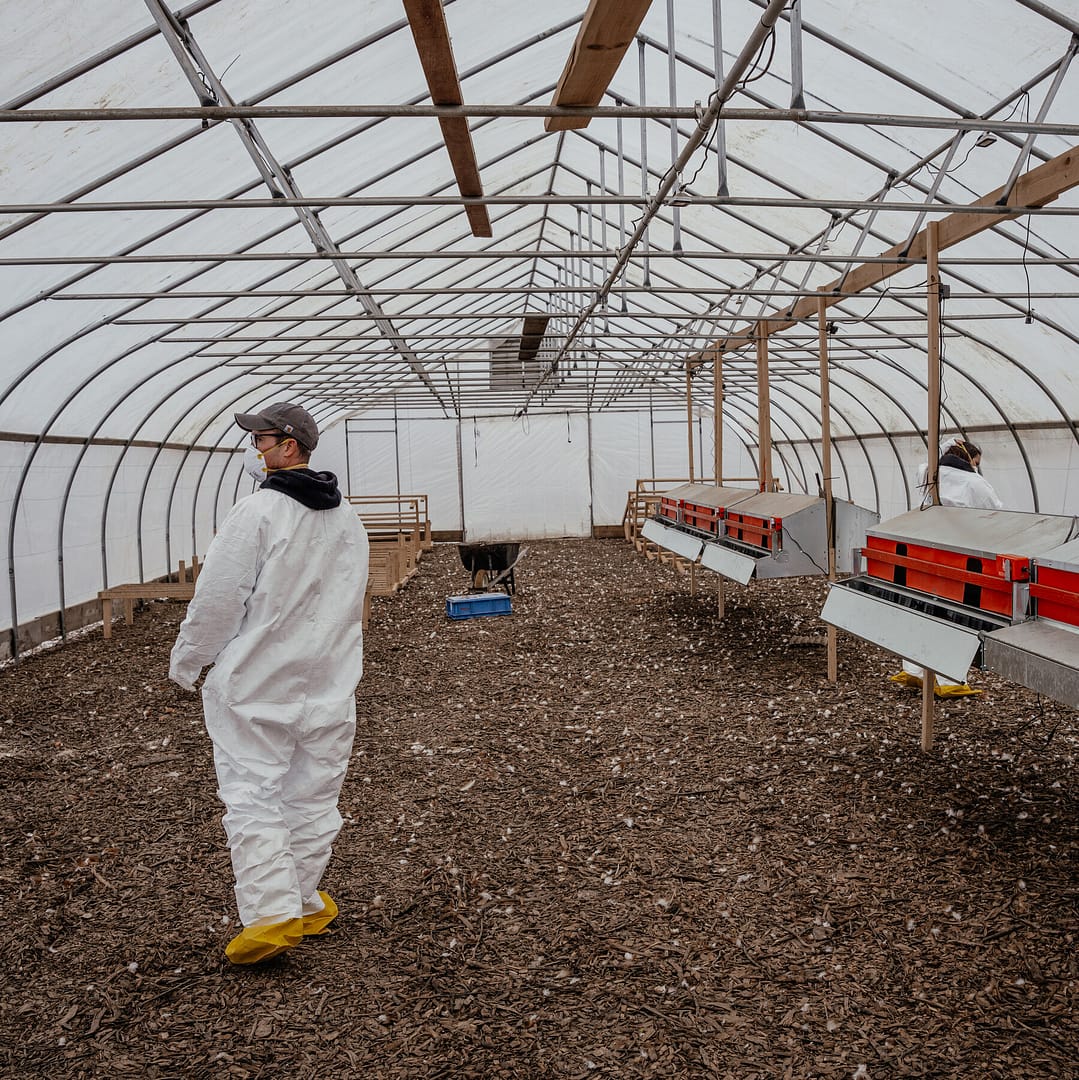 U.S. Cancels Contract With Moderna to Develop Bird Flu Vaccine