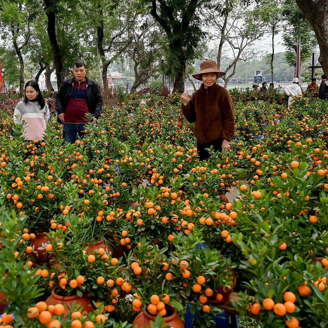 Typhoon Yagi Scrambles Vietnam’s Lunar New Year Tradition