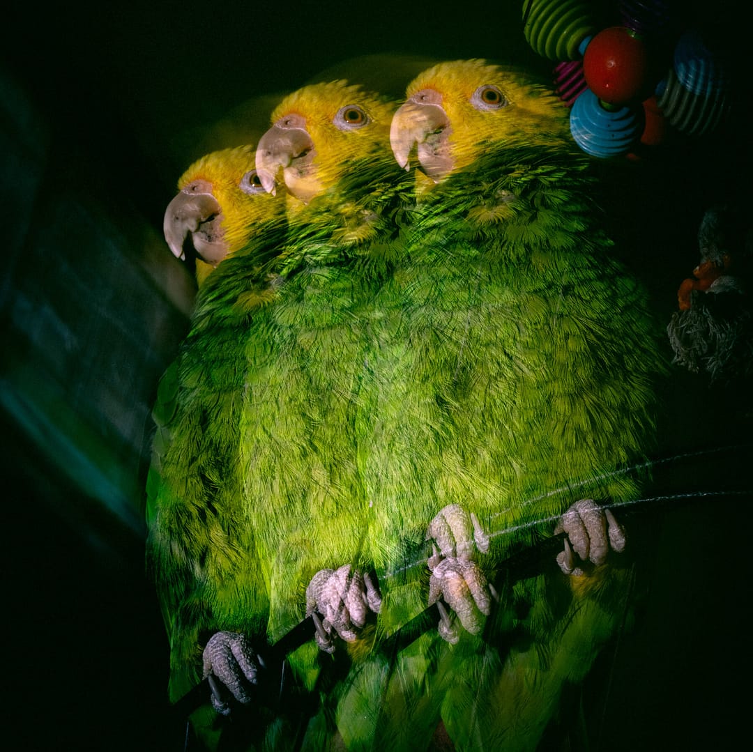 How Pet Parrots Started a War Inside an NYC Apartment Building