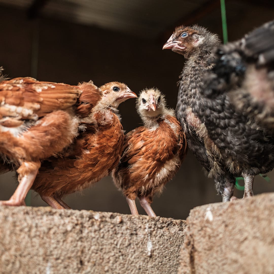 How Climate-Resilient Chickens Could Help Fight Poverty