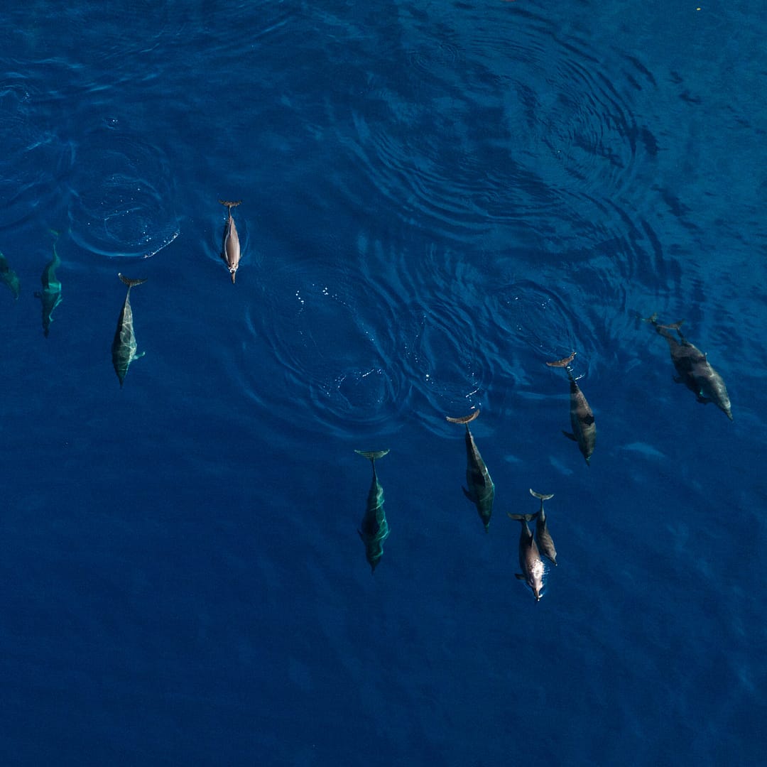 Why These Islanders Hunt Dolphins