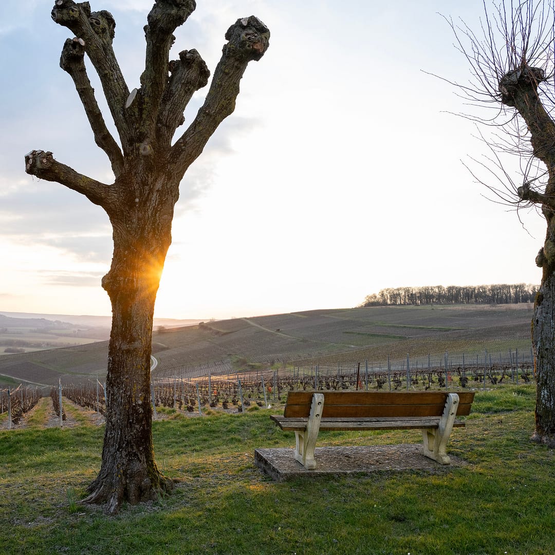 Fear of Trump’s Tariffs Ripples Through France’s Champagne Region