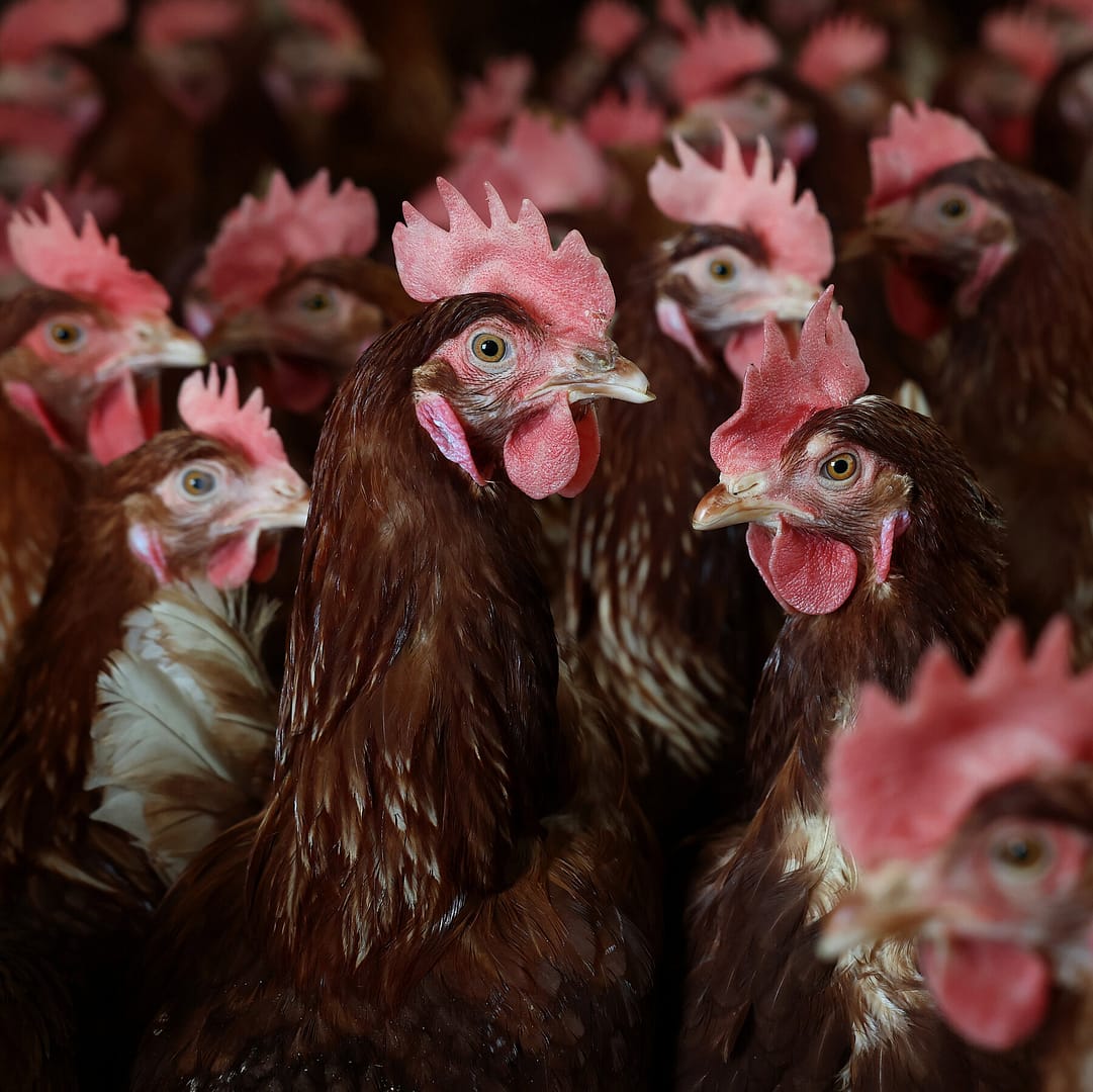 RFK Jr.’s Prescription for Bird Flu on Farms: Let It Spread