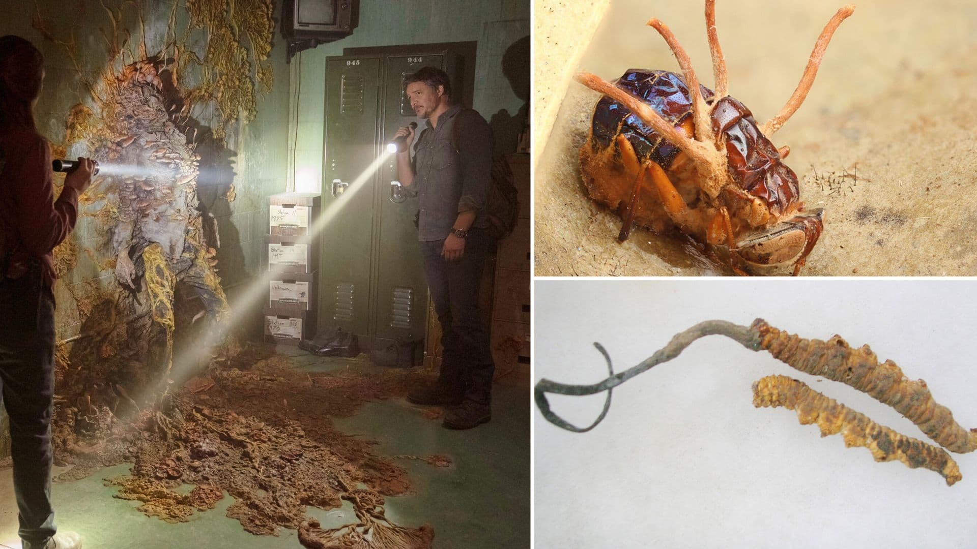 The real ‘zombie’ fungus behind The Last Of Us – and is it an actual threat?