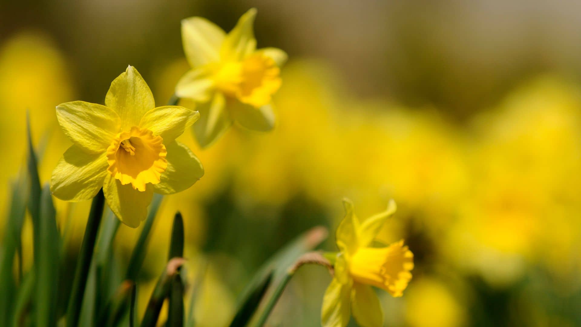 Daffodil hunt launched as flower lovers urged to look out for rare varieties