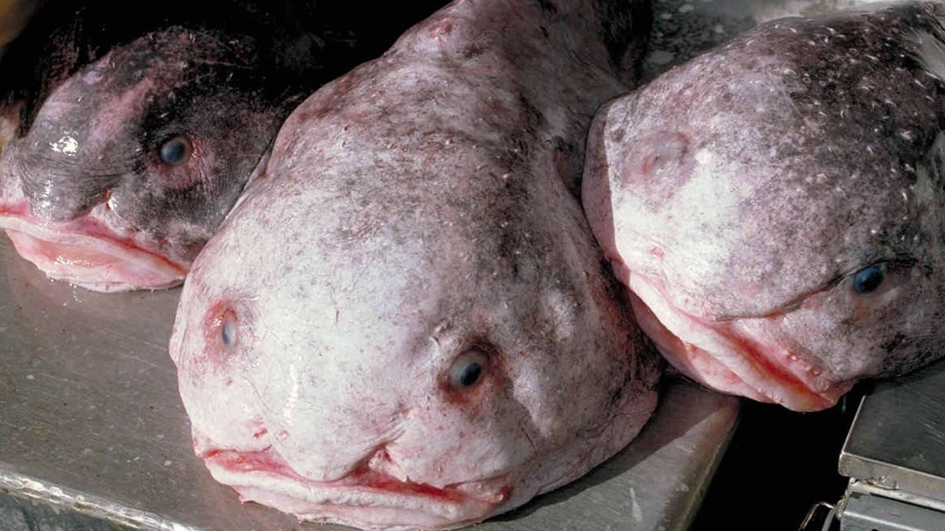 ‘World’s ugliest animal’ named New Zealand’s fish of the year