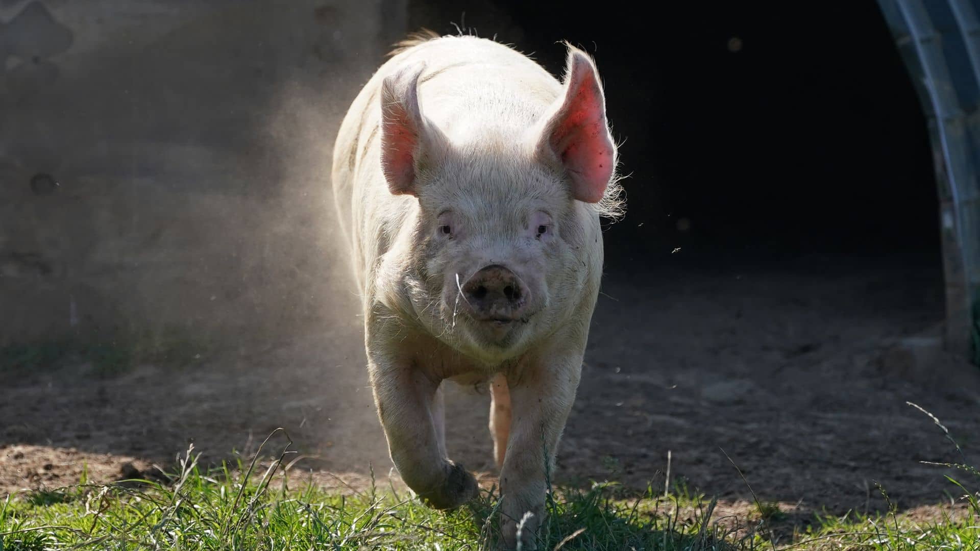 Surgeons carry out world’s first pig-to-human liver transplant