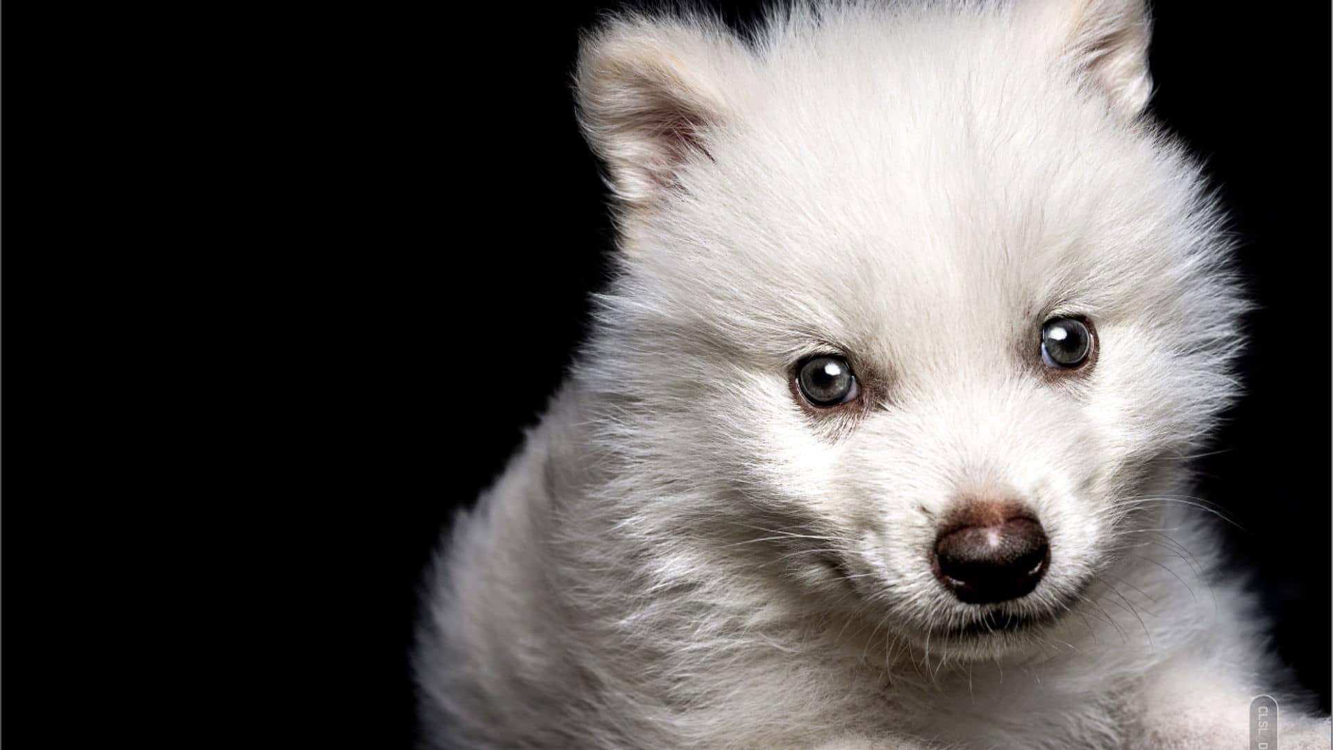 Wolf extinct for 10,000 years brought back to life, researchers claim – but is it true?