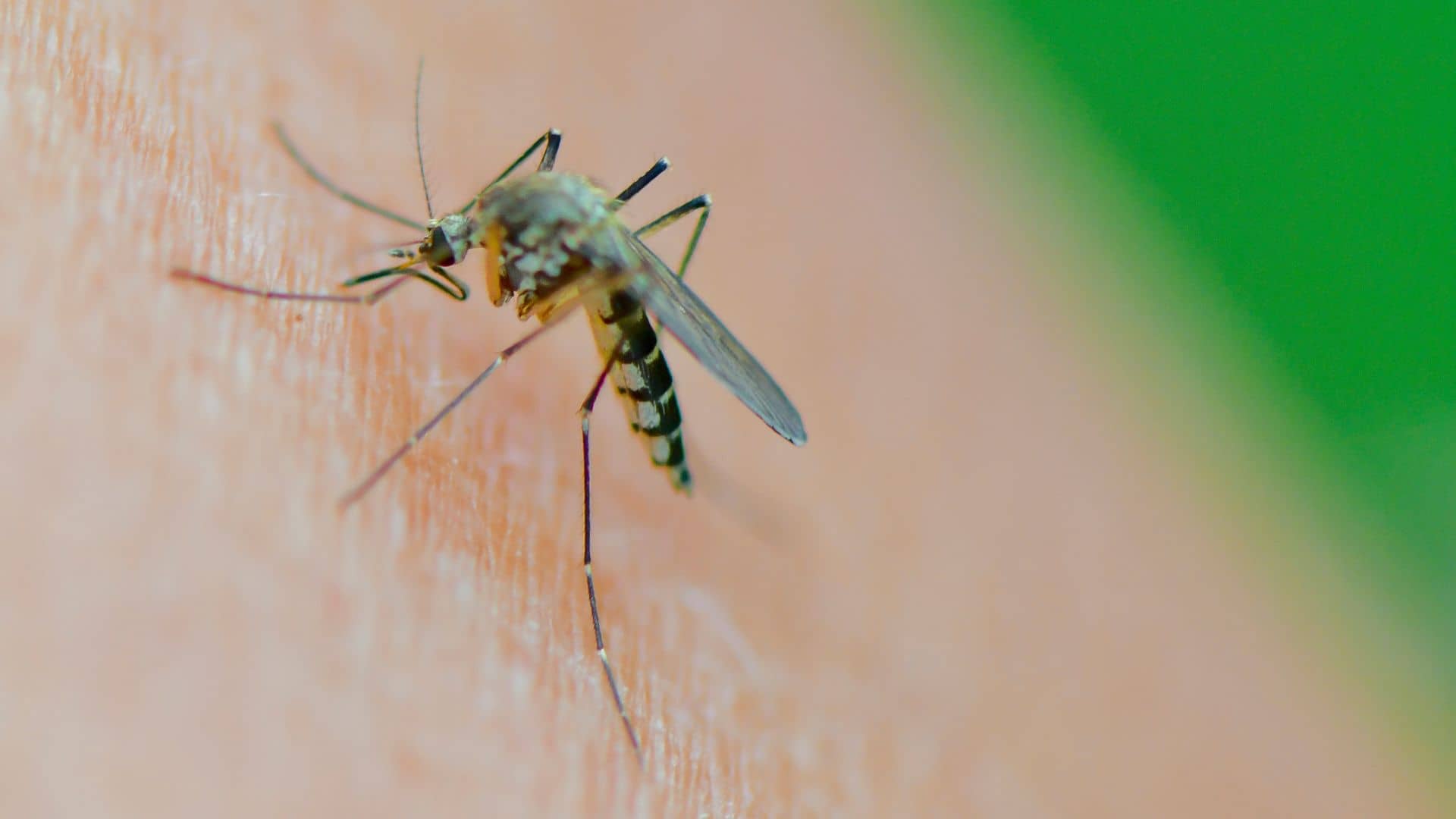 West Nile virus found in UK mosquitos for first time