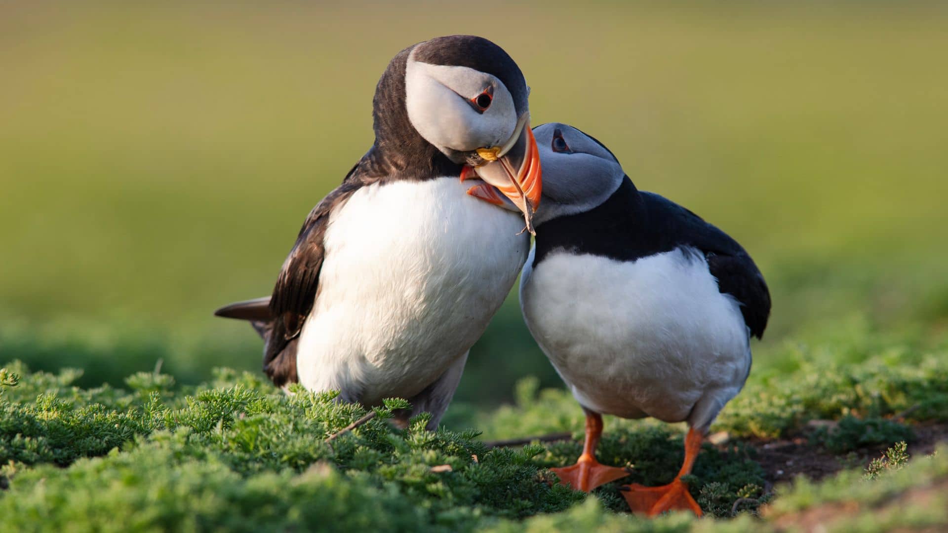 New law to tackle ‘nature emergency’ in Wales – where ‘one in six species at risk of extinction’