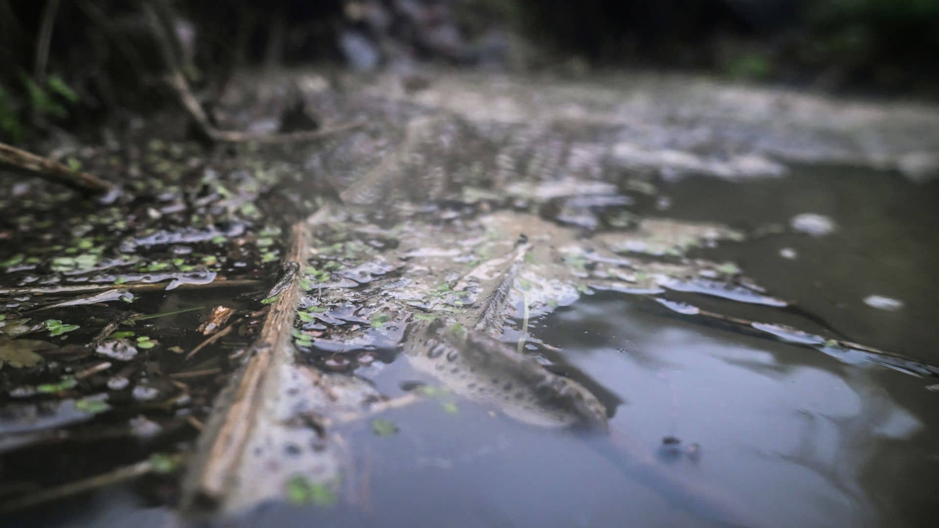 ‘Forever chemical’ found in dozens of UK rivers, study finds