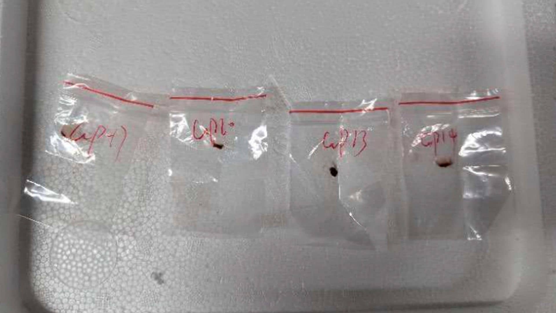 Chinese nationals accused of smuggling ‘agroterrorism’ fungus into US